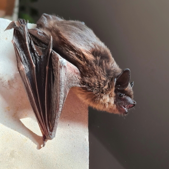 Ausgewachsene Breitflügelfledermaus beim Flugtraining