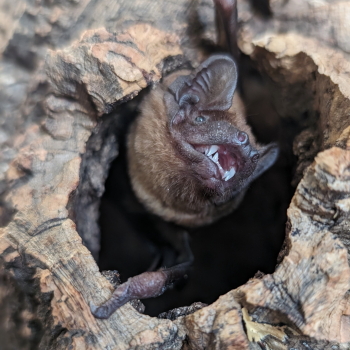 Großer Abendsegler in der Baumhöhle