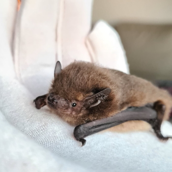 Ausgewachsene Rauhautfledermaus Portrait