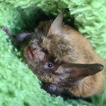 Kleine Bartfledermaus