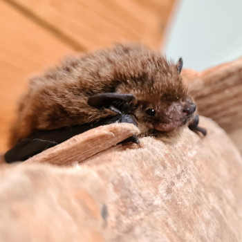 Rauhautfledermaus auf Holzstapel