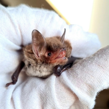 Wasserfledermaus Portrait