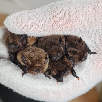 Fünf Zwergfledermausjungtiere in der Hand der Pflegerin