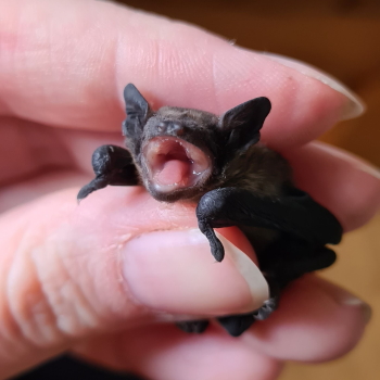 Zahnlose Babyfledermaus - Ca. zwei Wochen altes Fledermausbaby ohne Zähne