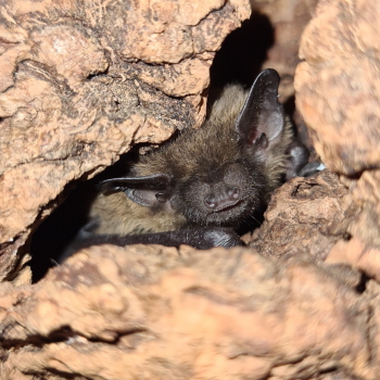 Zwergfledermaus im Rindenversteck