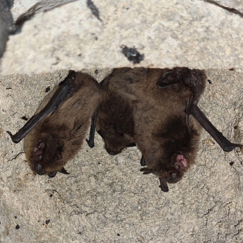 Pipistrellen im Fledermauskasten - Zwergfledermäuse und eine Mückenfledermaus