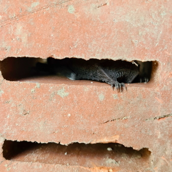 Zwergfledermaus im Spaltenquartier in einem Ventilationsstein