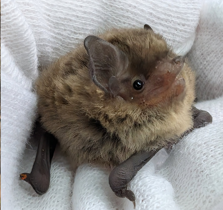 Mückenfledermaus auf weißerm Handschuh