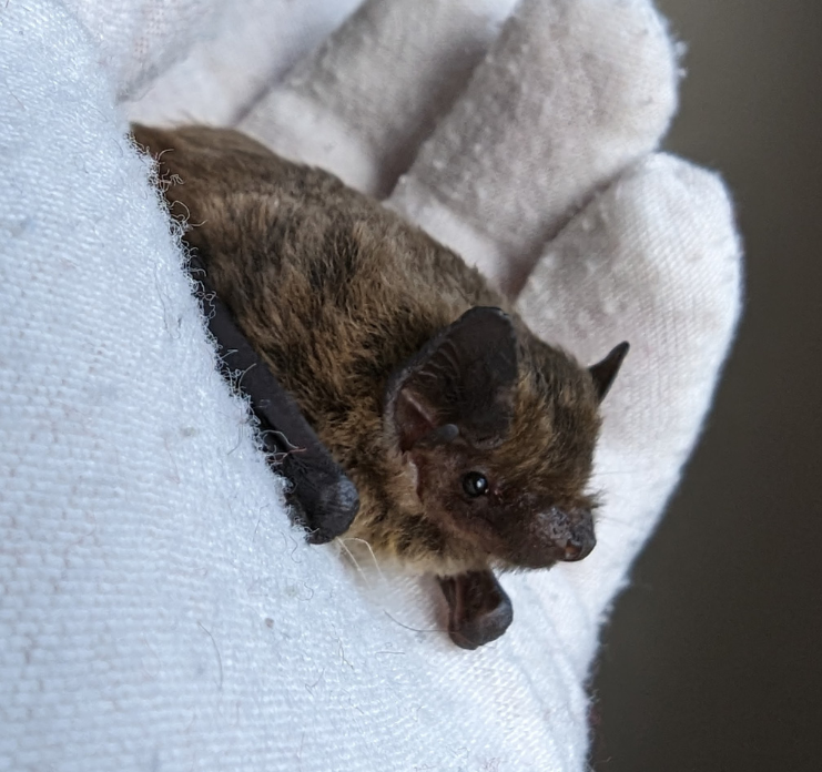 Rauhautfledermaus auf weißem Handschuh
