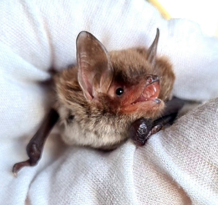 Wasserfledermaus auf weißem Handschuh
