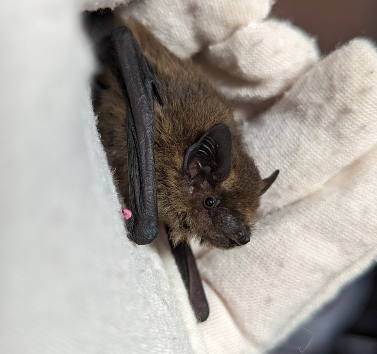 Zwergfledermaus auf weißem Handschuh