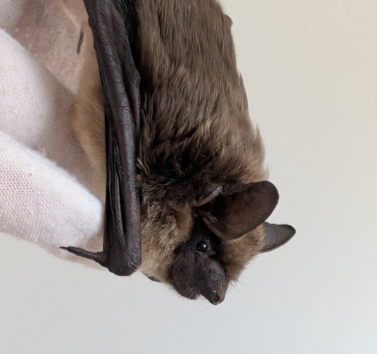 Breitflügelfledermaus auf weißem Handschuh