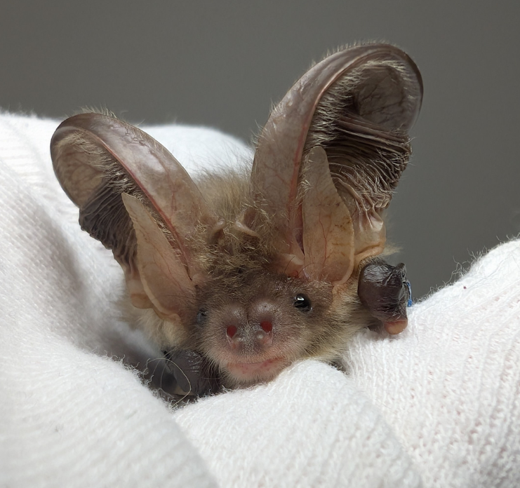 Braunes Langohr auf weißem Handschuh