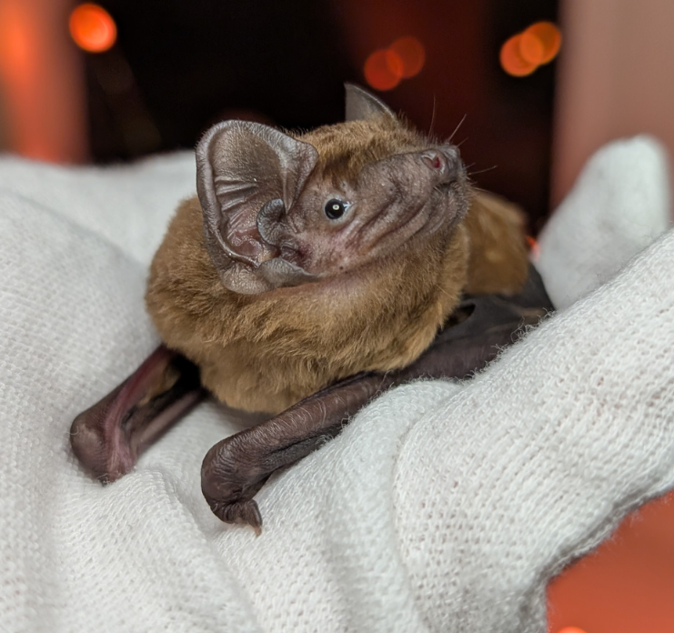 Großer Abendsegler auf weißem Handschuh