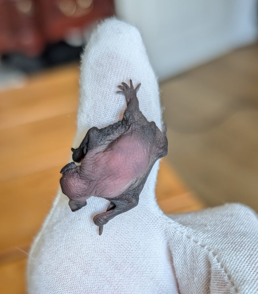 Fledermausbaby
